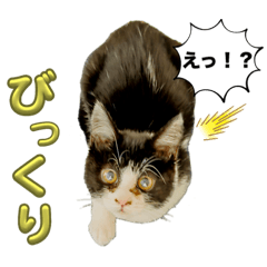 [LINEスタンプ] ハチワレにゃんこ第十弾