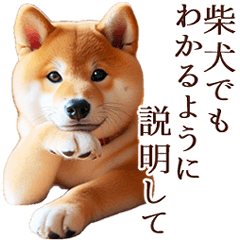[LINEスタンプ] 柴犬【リアル】年中使える楽しいスタンプ