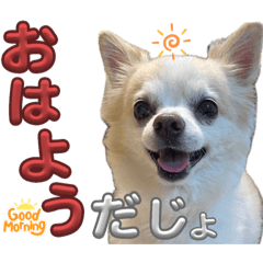 [LINEスタンプ] デカチワワそらお