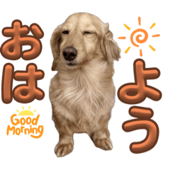 [LINEスタンプ] MダックスのMooCo（ムーコ）