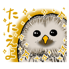 [LINEスタンプ] 可愛いくて格好いいよね、ふくろう