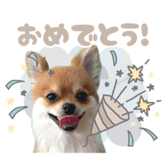 [LINEスタンプ] くぅたん② @qoothepomchi