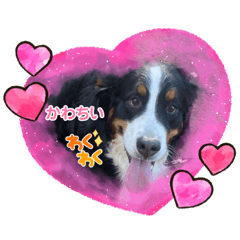 [LINEスタンプ] モイのパイセン達シリーズvol.1(Y2024)