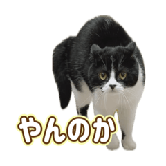 [LINEスタンプ] 上からさぶろうスタンプ