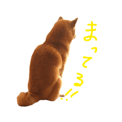 [LINEスタンプ] 柴犬龍のスタンプ5