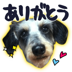 [LINEスタンプ] うちのリヴ