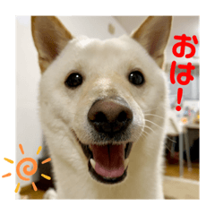 [LINEスタンプ] オラ、しんのすけ ①