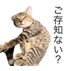 [LINEスタンプ] 姉妹猫にゃん！雪見だいふく(2)