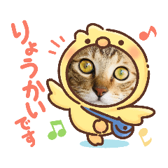 [LINEスタンプ] 猫スタンプ♡挨拶♡日常♡家族♡友達♡面白