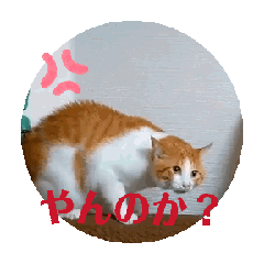 [LINEスタンプ] 猫ちゃん達の動くスタンプの画像（メイン）