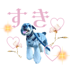 [LINEスタンプ] シュナウザー(ジルバ5)