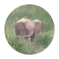 [LINEスタンプ] 小象のスタンプの画像（メイン）