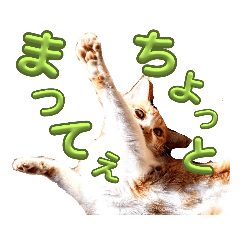 [LINEスタンプ] 大きい文字のリアル茶白猫2