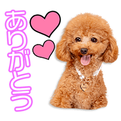 [LINEスタンプ] 松田家の小春ちゃん