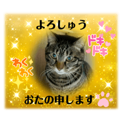 [LINEスタンプ] 京都好き猫プランタンの京都弁スタンプどす