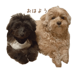 [LINEスタンプ] とんかつ犬ココ1