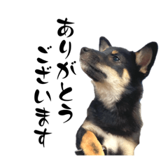 [LINEスタンプ] 〜黒柴の日常〜(文字入)