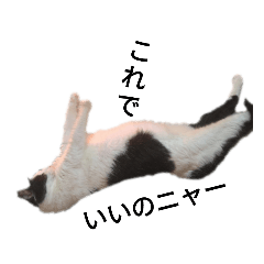 [LINEスタンプ] 元野良猫きびまる、悟り編