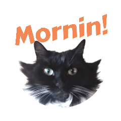 [LINEスタンプ] 我が猫を見よ！ 2