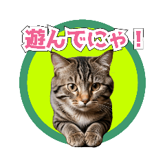 [LINEスタンプ] リアルにゃんこの挨拶集