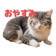 [LINEスタンプ] ねこちゃんわーるど