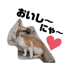 [LINEスタンプ] お猫ちゃんスタンプ