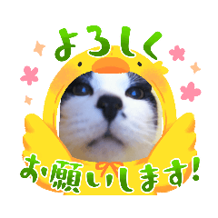 [LINEスタンプ] すきすきにゃんにゃんスタンプの画像（メイン）