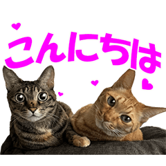 [LINEスタンプ] ねこのあんこちゃん毎日使えるスタンプ