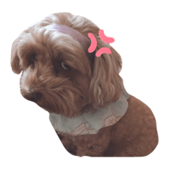 [LINEスタンプ] とんかつ犬ココ！！