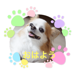 [LINEスタンプ] チワワのポッキー♡♡
