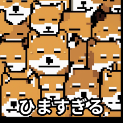 [LINEスタンプ] 柴犬 ひま