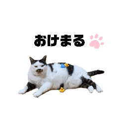 [LINEスタンプ] うちの猫達#3