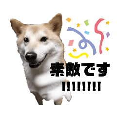 [LINEスタンプ] 柴犬トマトの日常 ていねい語編