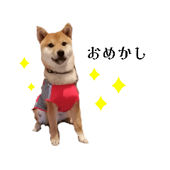 [LINEスタンプ] 柴犬りゅう✨柴犬としたことが！