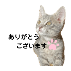 [LINEスタンプ] 保護猫☆tenten