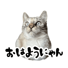 [LINEスタンプ] 動く猫 そいちゃんスタンプ