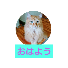 [LINEスタンプ] うちのねこちゃん☆