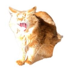 [LINEスタンプ] 【我が家の猫】ソマリのこはく