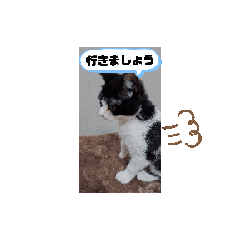 [LINEスタンプ] ハチワレにゃんこの動くスタンプ第一弾の画像（メイン）