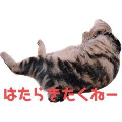 [LINEスタンプ] 毎日がニナ