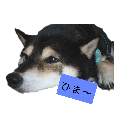 [LINEスタンプ] 黒柴ポンタ5