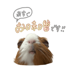 [LINEスタンプ] お味噌の日常