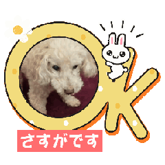 [LINEスタンプ] 21歳トイプーモモver.03