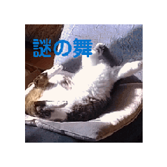 [LINEスタンプ] 動くうちの可愛い猫スタンプの画像（メイン）