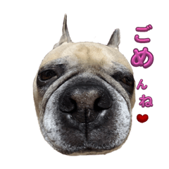 [LINEスタンプ] 「愛犬の感情表現」