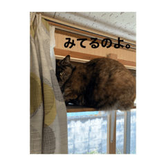 [LINEスタンプ] るばにゃんの日常