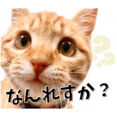 [LINEスタンプ] 我が家のお姫ちゃん♥