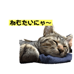 [LINEスタンプ] にゃーこちゃん キジトラ