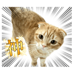 [LINEスタンプ] bellyuki