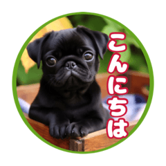 [LINEスタンプ] 黒パグのかんたん挨拶編01